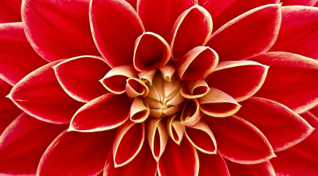close up photography of red petaled flower